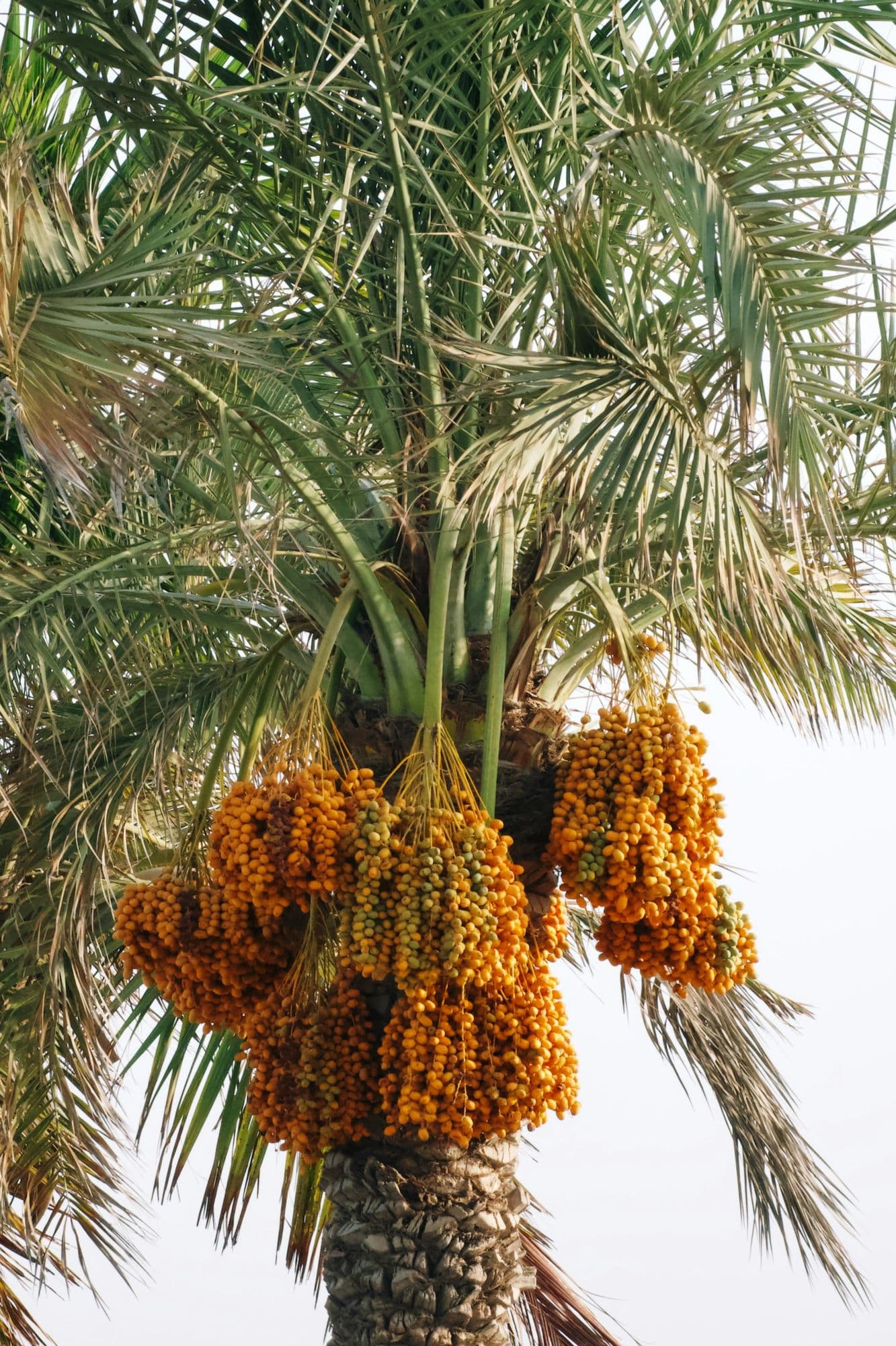Deglet Nour Extra, branched, Photo 2 of 2